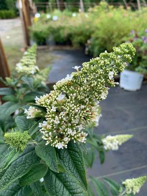 Buddleia Pugster White ® (PP28795) 