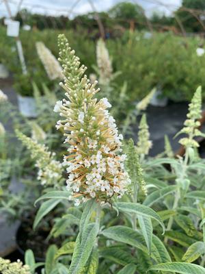 Buddleia White Ball