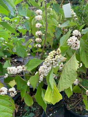 Callicarpa americana Alba