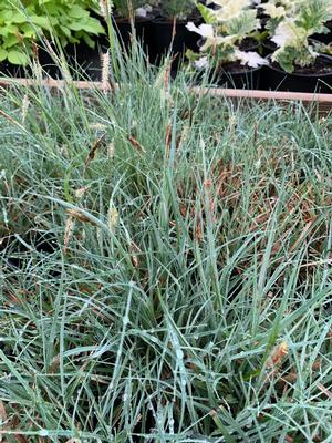 Carex flacco BLUE ZINGER