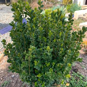 Buxus NewGen Freedom