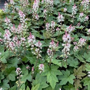 Tiarella cordifolia Oakleaf