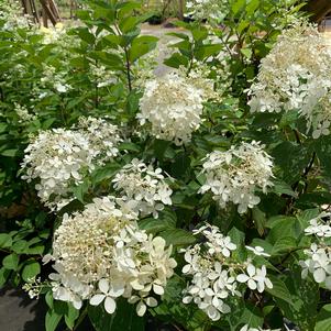 Hydrangea Paniculata Pink Diamond