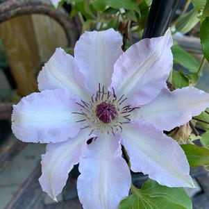 Clematis Claire De Lune