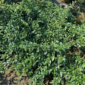 Cotoneaster salicifolius Scarlet Leader