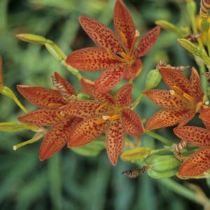 Belamcanda chinensis Freckle Face