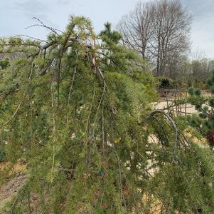 Cedrus deodara Pendula