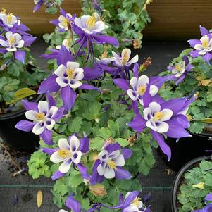 Aquilegia caerulea Deep Blue and White