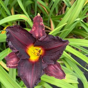 Hemerocallis Little Grapette