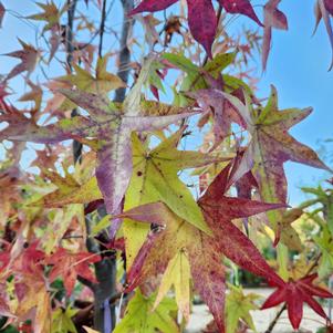 Liquidambar styraciflua Happidaze