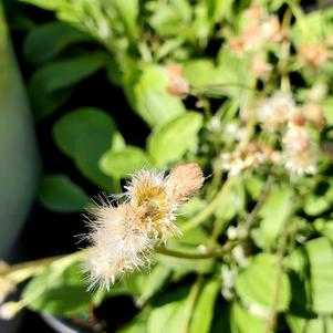 Antennaria plantaginifolia 