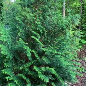 Thuja standishii x plicata Steeplechase