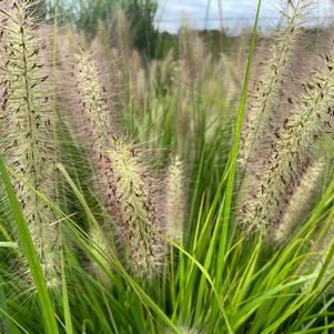 Pennisetum alopecuroides Red Head