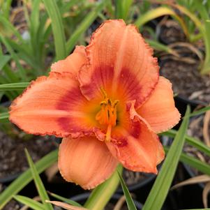 Hemerocallis Strawberry Candy