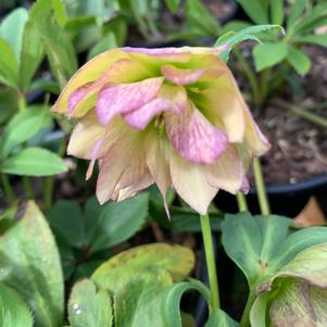 Helleborus First Dance