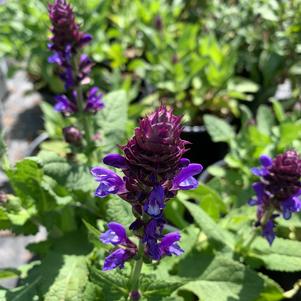 Salvia Blue Marvel