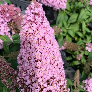 Buddleia Pugster Pink ®(PP28836) 