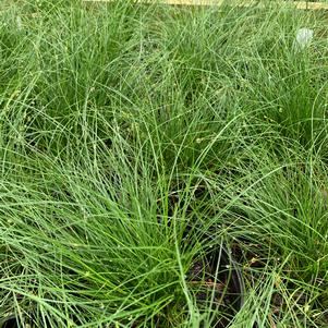 Carex appalachica 