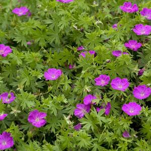 Geranium sanguineum New Hampshire Purple