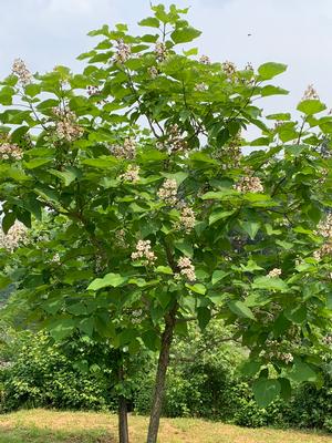 Catalpa speciosa 