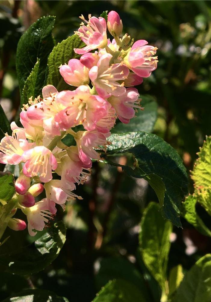 Clethra alnifolia Ruby Spice