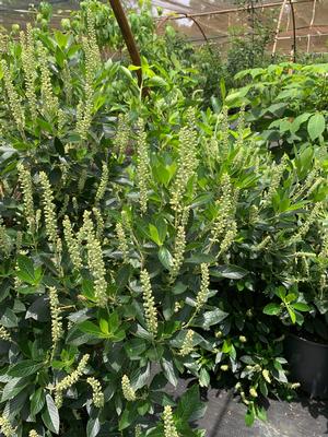 Clethra alnifolia Sixteen Candles