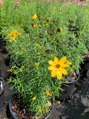 Coreopsis verticillata Zagreb