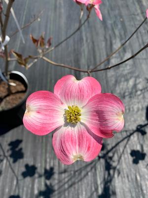 Cornus florida Cherokee Brave