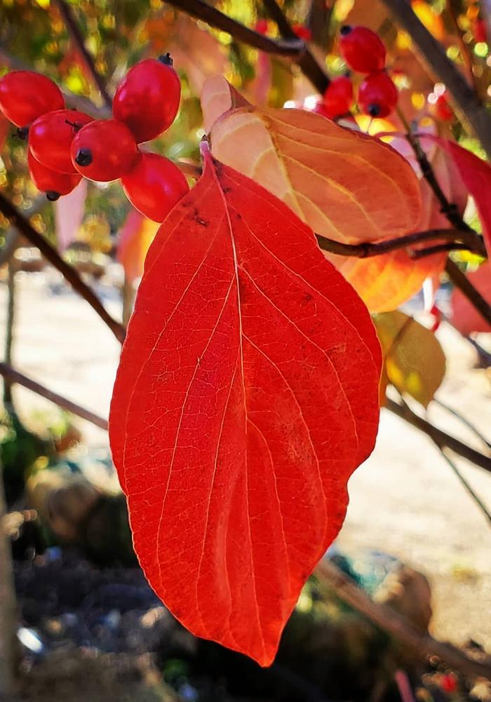 Cornus florida Cherokee Princess