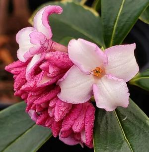 Daphne odora Aureo Marginata Pink