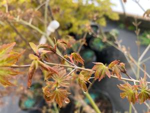 Acer palmatum Japanese sunrise