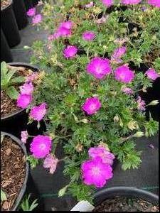 Geranium sanguineum Max Frei