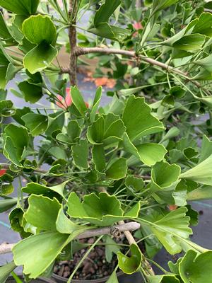 Ginkgo biloba Tubifolia