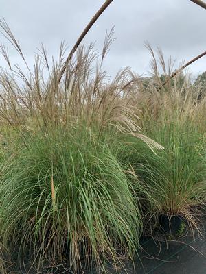 Miscanthus sinensis Adagio