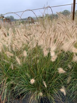 Pennisetum alopecuroides Cassian