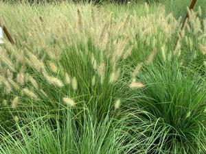 Pennisetum alopecuroides Dwarf Hamlin