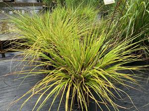 Pennisetum alopecuroides Moudry