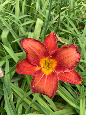 Hemerocallis Chicago Apache