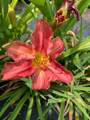 Hemerocallis Rosy Returns