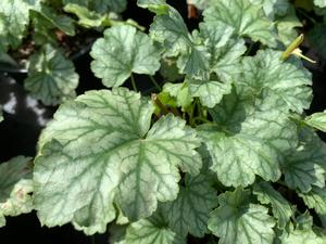 Heuchera Paris