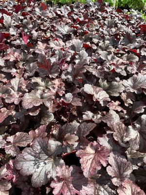 Heuchera Plum Pudding