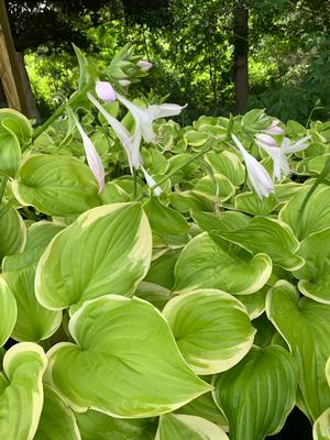 Hosta Fragrant Bouquet