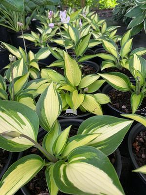 Hosta June