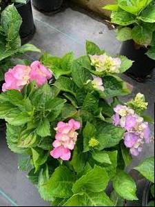 Hydrangea macrophylla Glory Blue