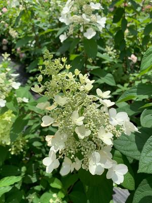 Hydrangea paniculata Pee Wee