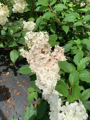 Hydrangea paniculata Vanilla Strawberry™ (PP20670) 