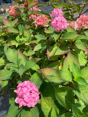 Hydrangea serrata Preziosa