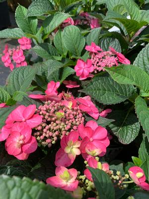 HYDRANGEA SERRATA TUFF STUFF™ RED (PP28672) 