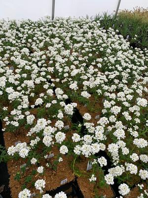 Iberis sempervirens Purity