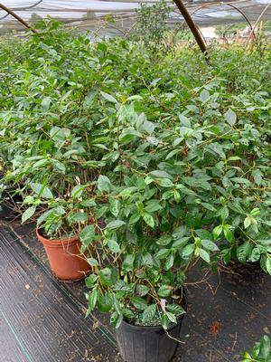 ILEX VERTICILLATA JIM DANDY